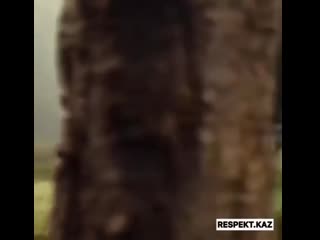 Respekt kaz 20200520 071213 0 mp4