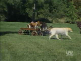 The littlest hobo s04e15 the five labours of hercules part 1 cakl