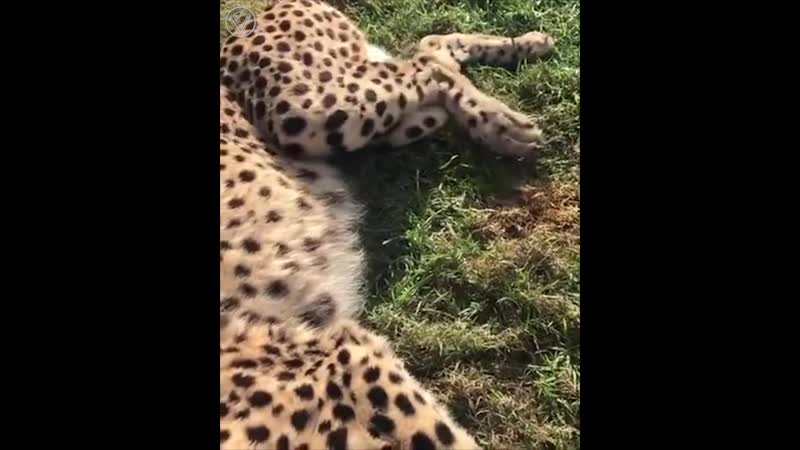 Кисе нравится