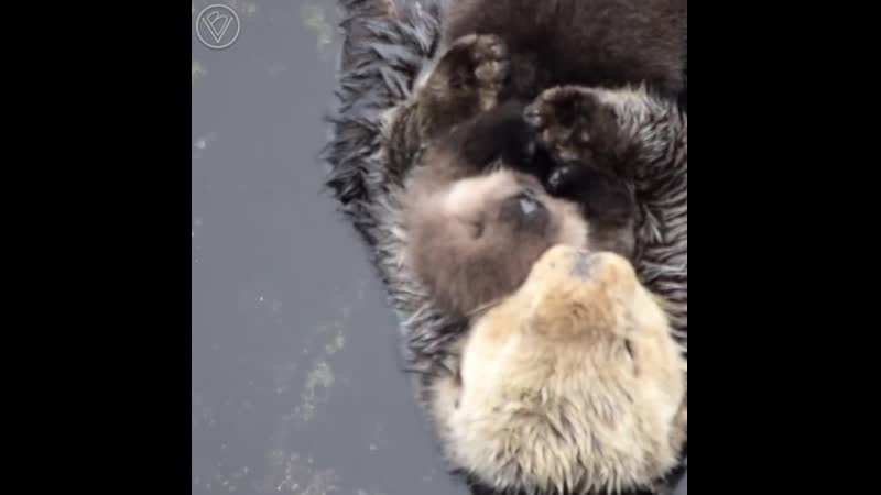 1 месячный малыш морской выдры спит на своей маме