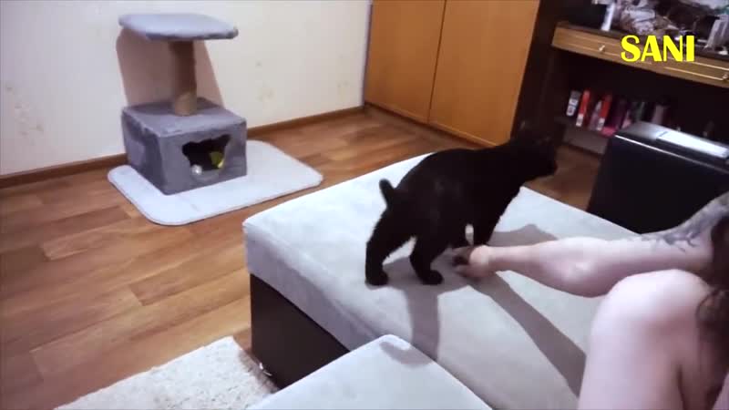 [sanishow] спасение новорожденного котенка полная версия 2 / sani vlog