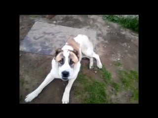 Жёлтые, брайт и алёна, осн зад