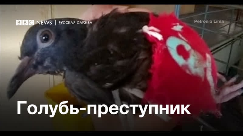 Сотрудники тюрьмы в бразилии задержали голубя