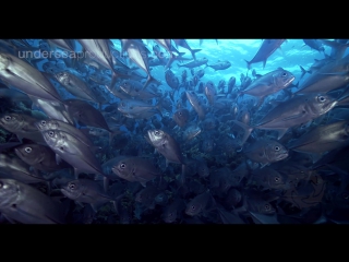 Demo reel uhd “undersea realm in 4k“