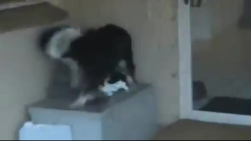 Реакция молодые на возвращение кошки [nr]