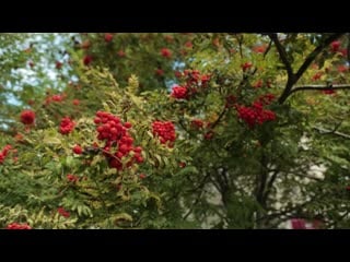 Рябиновый дворик fhd