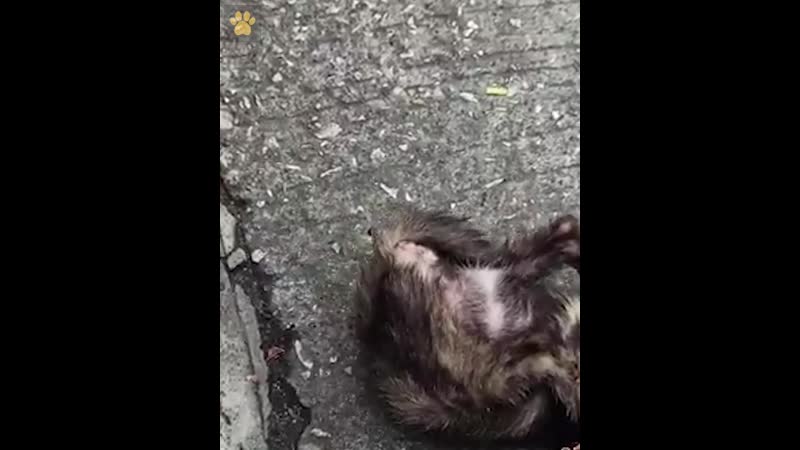 Застрял бедняга