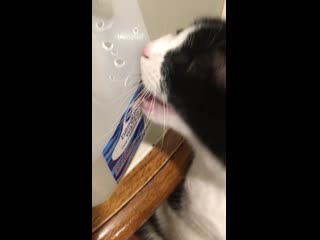 My cat hates stickers and labels on things and always tries (and usually succeeds) to tear them off