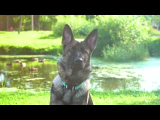 Логан немецкая овчарка 5 мес logan german shepherd