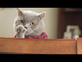Cat left home alone