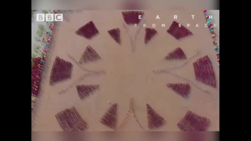 Тренироа монахов шао линя завораживает!