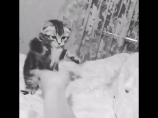 [тут только езиды!] beaytiful cat eva