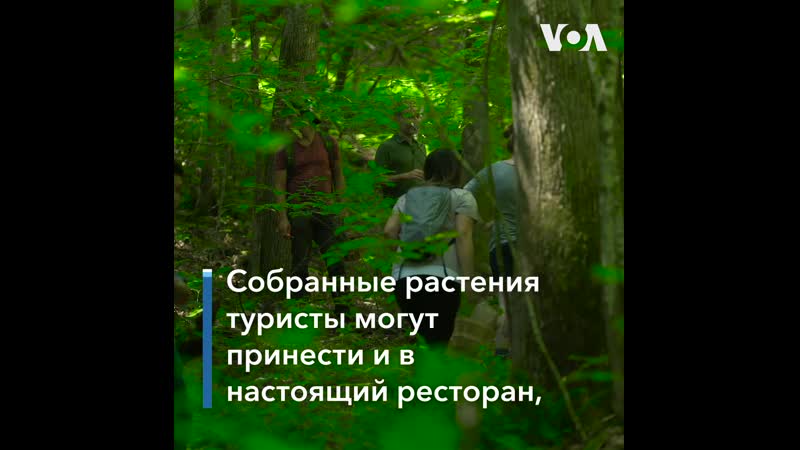 Походы в лес