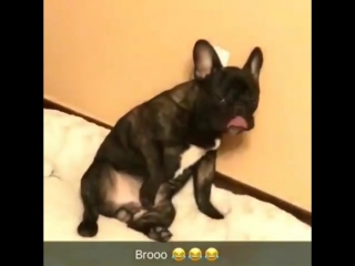 Собакам до 16 ти