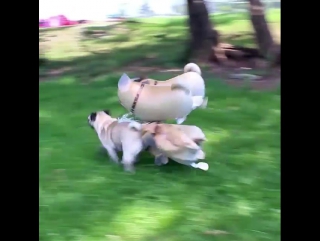 Мопс в отрыве, заставляет улыбаться все видео по хештегу 👉#смотримопств 📺