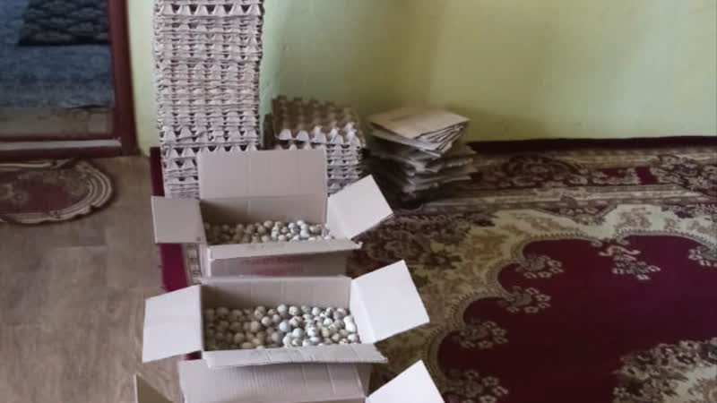 5120 дана бөдене жұмыртқалары, нұр сұлтан қаласына жолға дайындық үстінде ✊🇰🇿