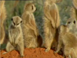 Telecom meerkats cute