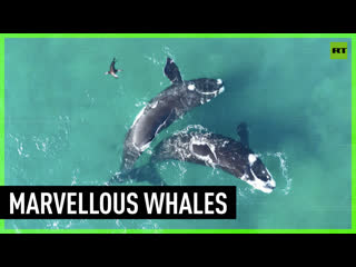 Whales approach argentinian beach for birthing season