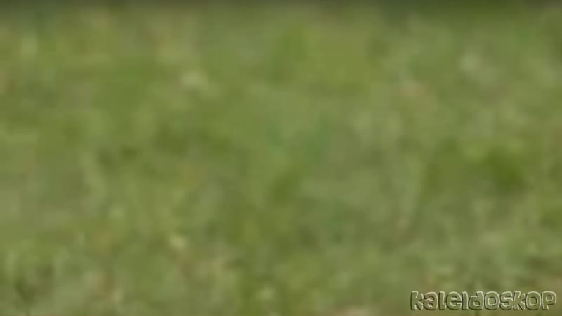 Зеброид гибрид зебры и лошади, пони и осла