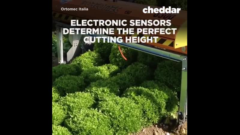 Electronic sensors determine the perfect cutting height when harvesting lettuce