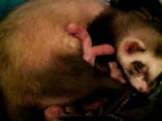 Фрося рожает