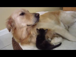 Super cute foster kitten snuggling licked clean by big golden retriever dog