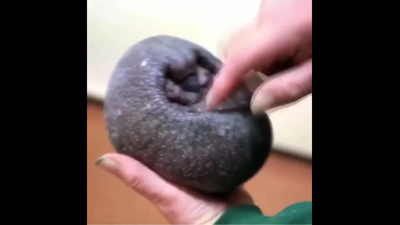 Лысый ёж