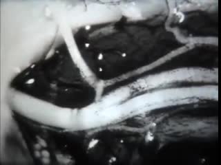 Строение и свойства нервной ткани