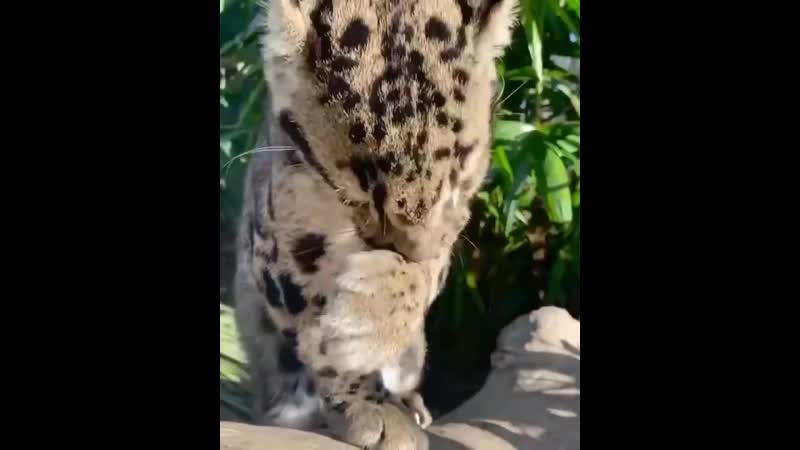 Милаха дымчатый леопард😻