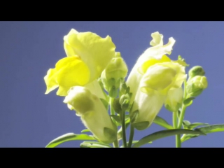 Antirrhinum snapdragon flowers opening with rotate