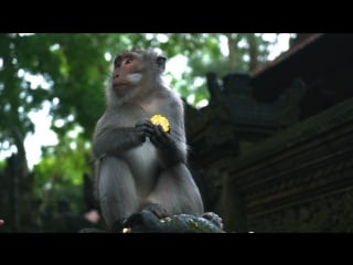 Monkey forest bali ubud