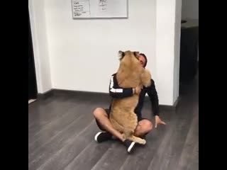 Львенок соскучился по своему другу