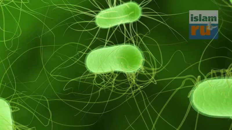 Почему пророк ﷺ запретил пить из треснутой посуды