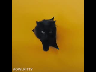 Owlkitty billie eilish bad guy #backstage