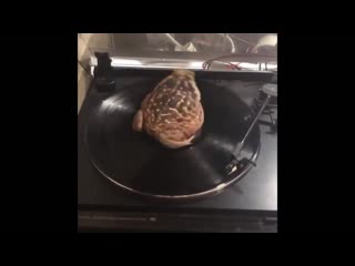 Nekopara vanilla hentai mp4