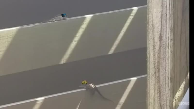 Эпичное сражение ящериц