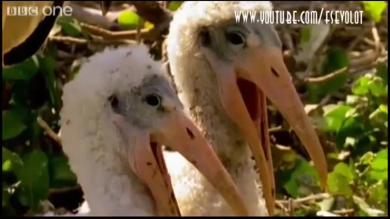 Пеликаны ржут с тебя mp4