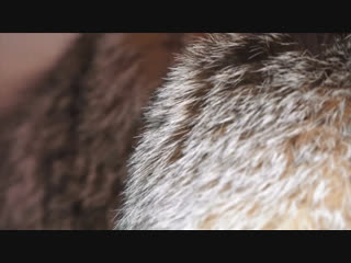 Меховой салон legend