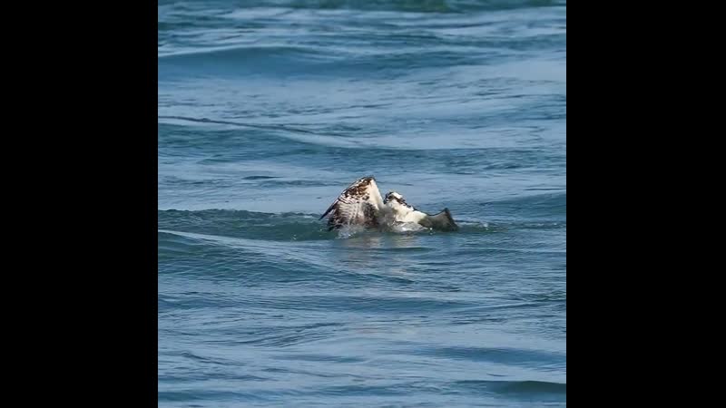 Incredible osprey dive 8x slowmo