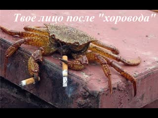 [max t] водим хоровод )