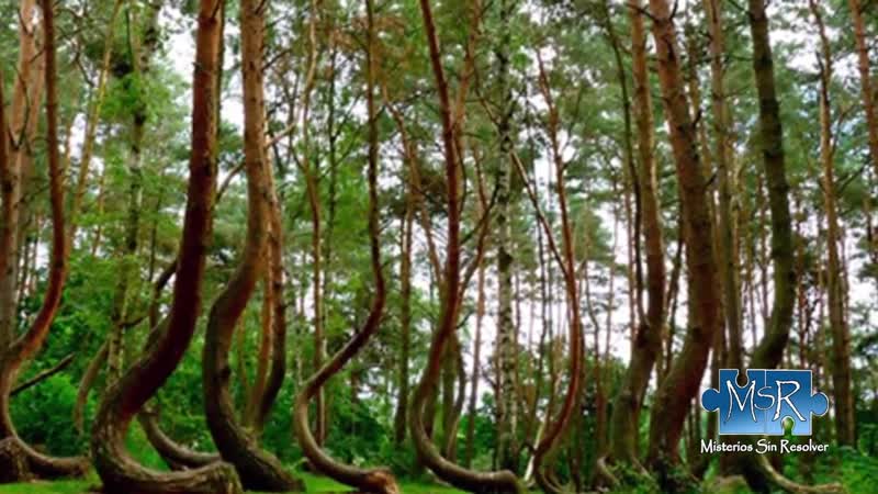 In diesem wald passiert etwas sehr seltsames verborgene geheimnisse tv