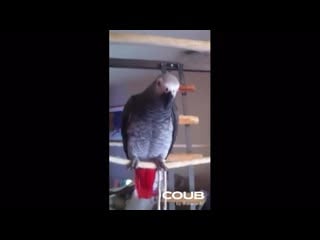 Kanji the parrot makes squeak toy noise when squeezed