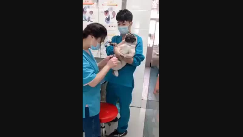 Осторожно ультразвук! молодые использовала всю тональность голосовых связок во время стрижки когтей