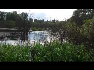 Уточки, уточки, кря, кря кря кря