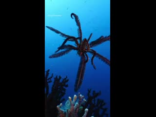 Feather star swimming in papua new guinea