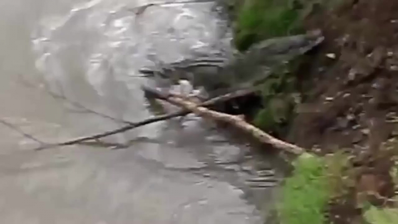 Нападения морских молодые