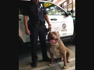 Positive pitbulls the train on k9 duty with lapd’s finest️