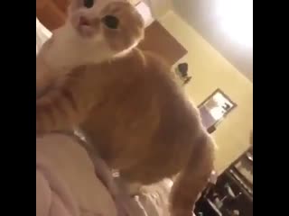 Это явно не скитлзстрянка