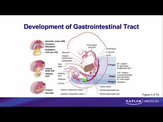 27 anatomy sec ii abdomen, pelvis, and perineum embryology of gut tube