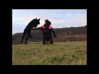 Dog frisbee tricks by german shepherds britney & maggie